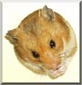 Whisk the Syrian Hamster