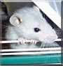 Sora the Rat