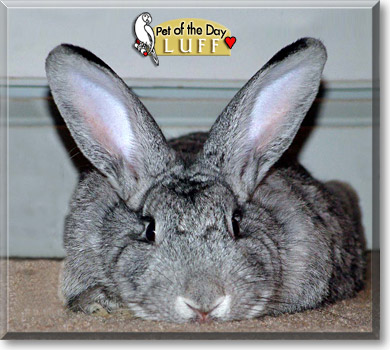 Luff, the Pet of the Day Luff, the Pet of the Day