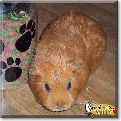 Emilly, the Pet of the Day Emilly, the Pet of the Day