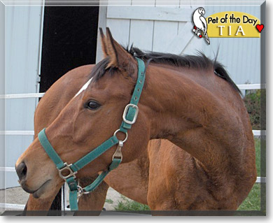Tia, the Pet of the Day