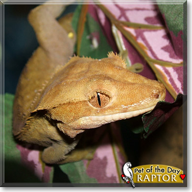 Raptor, the Pet of the Day