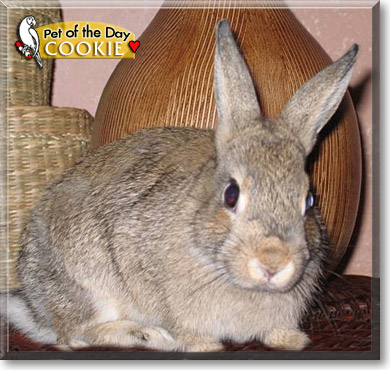 Cookie, the Pet of the Day