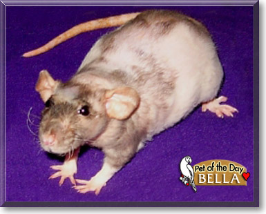 Bella, the Pet of the Day Bella, the Pet of the Day