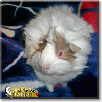 Bandit, the Pet of the Day Bandit, the Pet of the Day