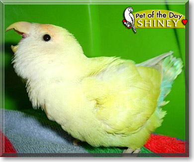 Shiney, the Pet of the Day Shiney, the Pet of the Day