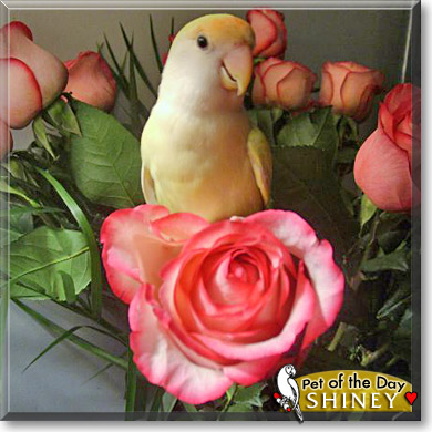 Shiney, the Pet of the Day
