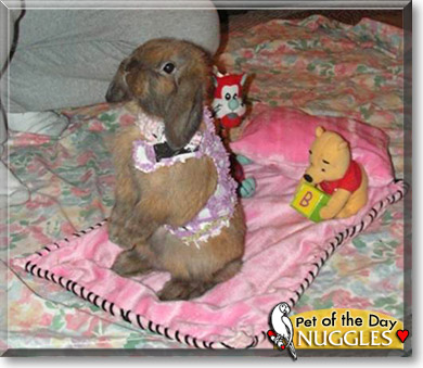 Nuggles, the Pet of the Day Nuggles, the Pet of the Day