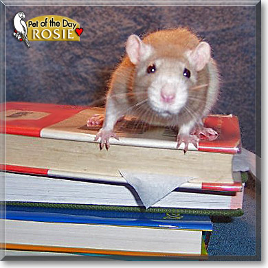Rosie, the Pet of the Day