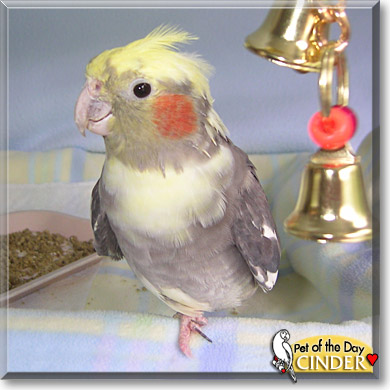 Cinder, the Pet of the Day Cinder, the Pet of the Day