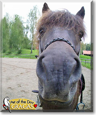 Gragas, the Pet of the Day