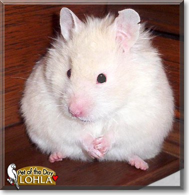 Lohla, the Pet of the Day