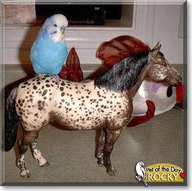 Rocky, the Pet of the Day