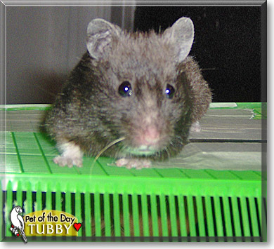 Tubby, the Pet of the Day Tubby, the Pet of the Day