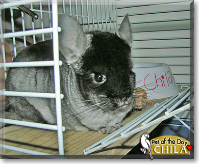 Chila, the Pet of the Day