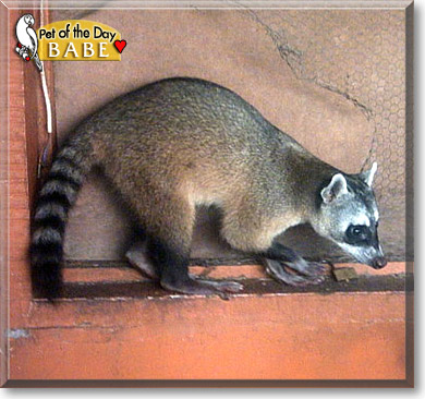 Babe, the Pet of the Day Babe, the Pet of the Day