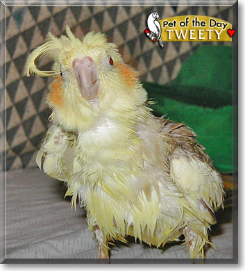Tweety, the Pet of the Day Tweety, the Pet of the Day