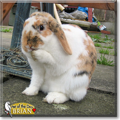 Brian, the Pet of the Day Brian, the Pet of the Day