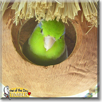 Timber, the Pet of the Day Timber, the Pet of the Day