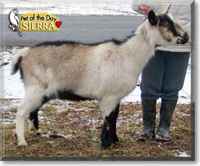 Sierra, the Pet of the Day Sierra, the Pet of the Day