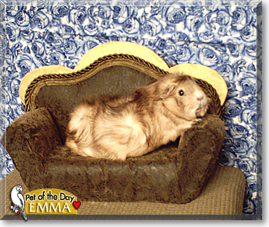 Emma, the Pet of the Day Emma, the Pet of the Day