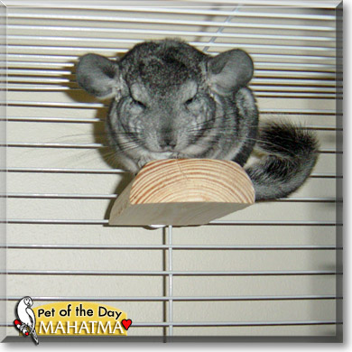 Mahatma, the Pet of the Day