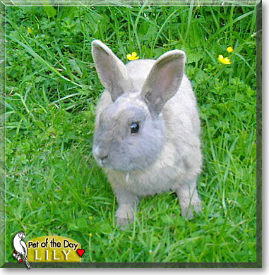 Lily, the Pet of the Day Lily, the Pet of the Day