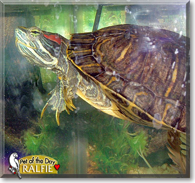Ralfie, the Pet of the Day