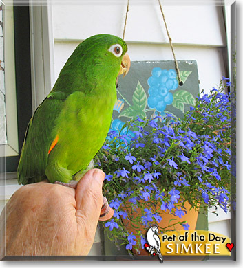 Simkee, the Pet of the Day