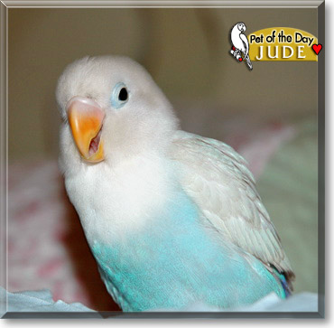 Jude, the Pet of the Day