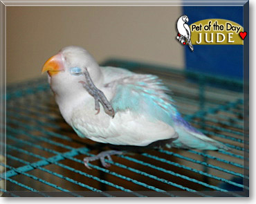 Jude, the Pet of the Day