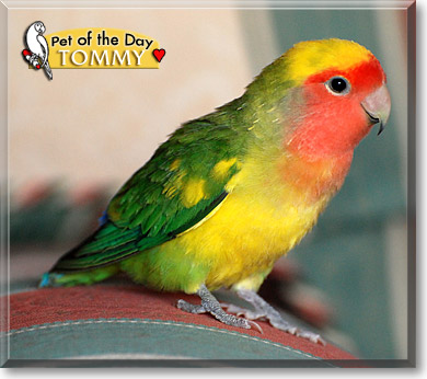 Tommy, the Pet of the Day