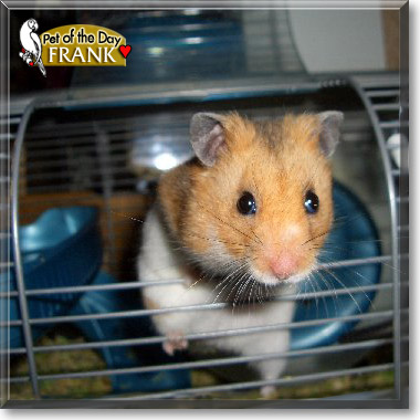 Frank, the Pet of the Day