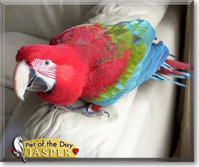 Jasper, the Pet of the Day Jasper, the Pet of the Day