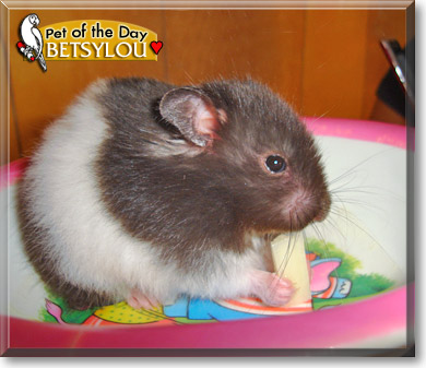 Betsylou, the Pet of the Day Betsylou, the Pet of the Day