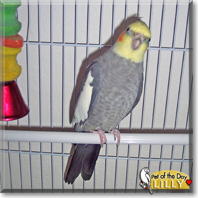 Lilly, the Pet of the Day
