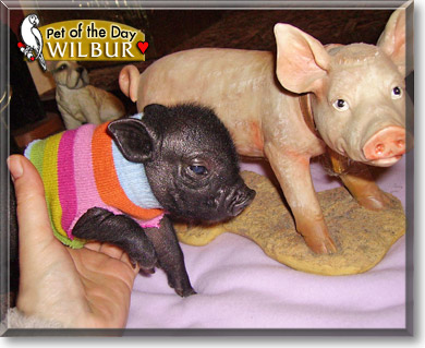 Wilbur, the Pet of the Day