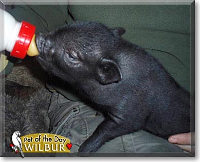 Wilbur, the Pet of the Day