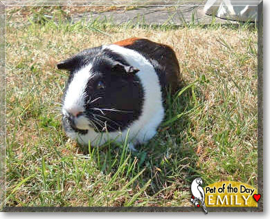 Emily, the Pet of the Day