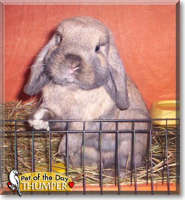 Thumper, the Pet of the Day