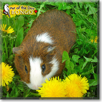 Bongo, the Pet of the Day Bongo, the Pet of the Day