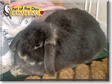 Dumpling, the Pet of the Day