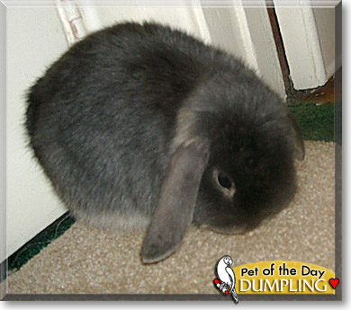 Dumpling, the Pet of the Day