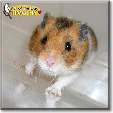 Timothy, the Pet of the Day