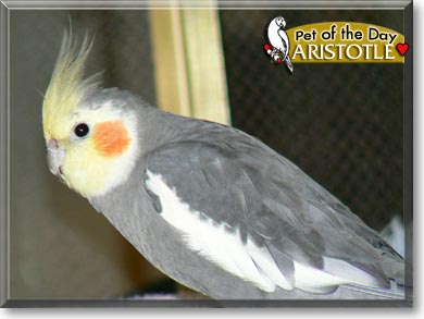 Aristotle, the Pet of the Day Timothy, the Pet of the Day