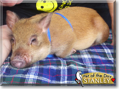 Stanley, the Pet of the Day