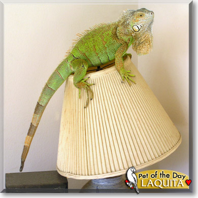 LaQuita, the Pet of the Day