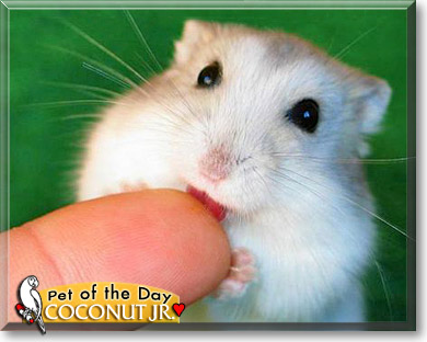 Coconut Jr., the Pet of the Day Coconut Jr., the Pet of the Day