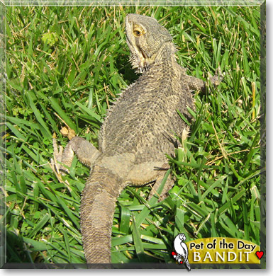 Bandit, the Pet of the Day Bandit, the Pet of the Day