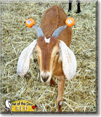 Red, the Pet of the Day